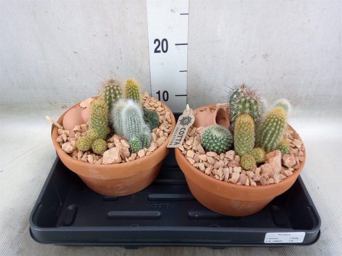 <h4>Arr.  Cactus L%</h4>