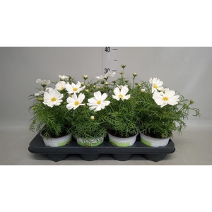 Cosmos bipinnatus 'Casanova White'