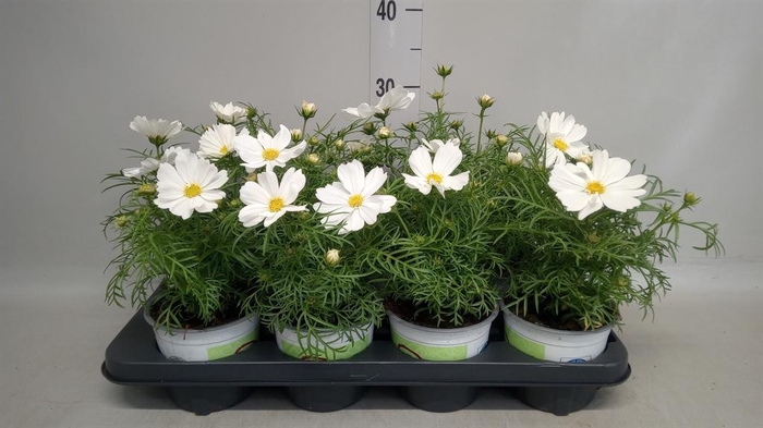 <h4>Cosmos bipinnatus 'Casanova White'</h4>