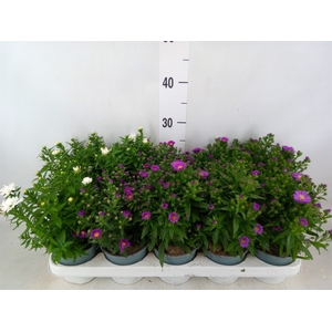 Aster n-b 'Starletta' ..mix