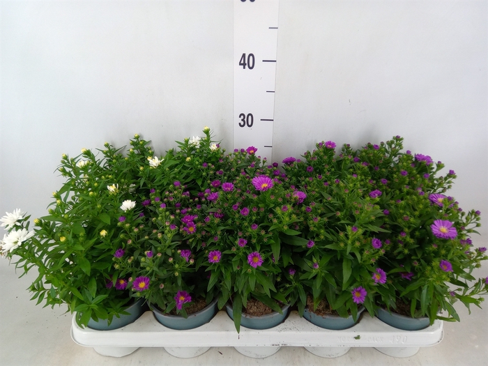 <h4>Aster n-b 'Starletta' ..mix</h4>