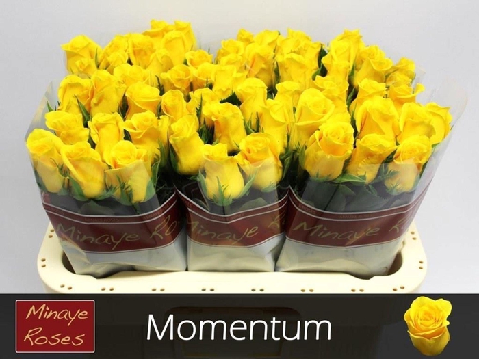 <h4>RS GR MOMENTUM+ R GR MOMENTUM+</h4>