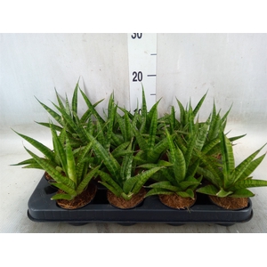 Sansevieria trifa.   ...