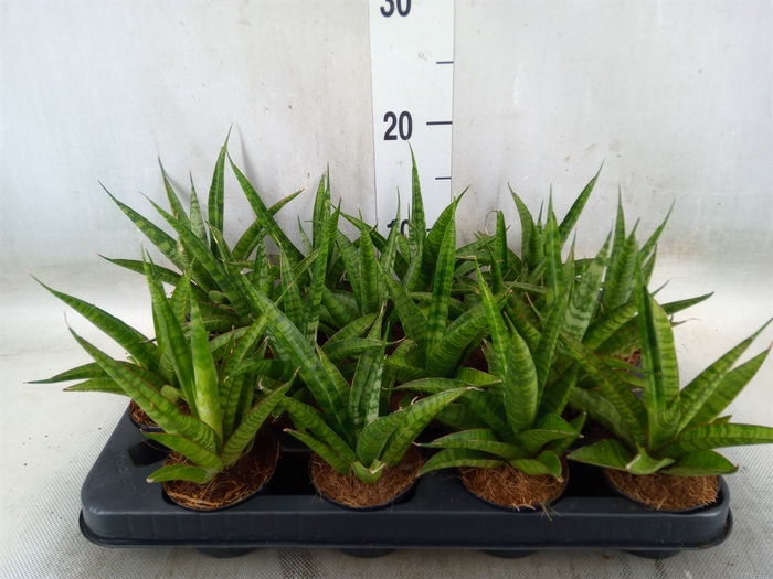 <h4>Sansevieria trifa.   ...</h4>