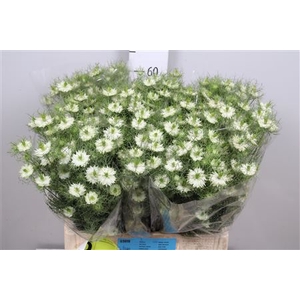 Nige D Bridal White