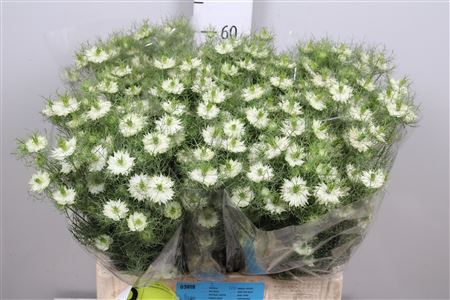 <h4>Nige D Bridal White</h4>