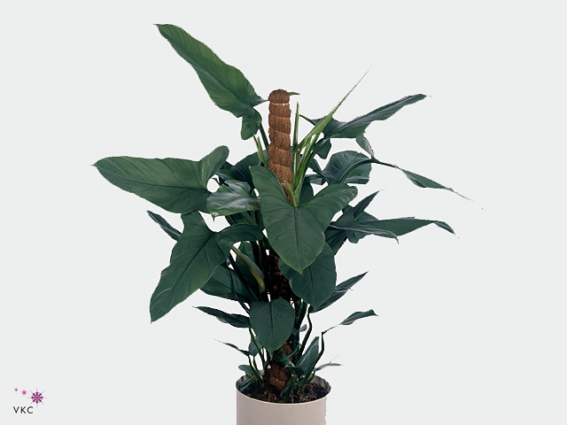 Philodendron  'Silver Queen'