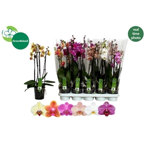 PHAL GEM