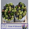Hyacinthus orie. 'Mix 5'