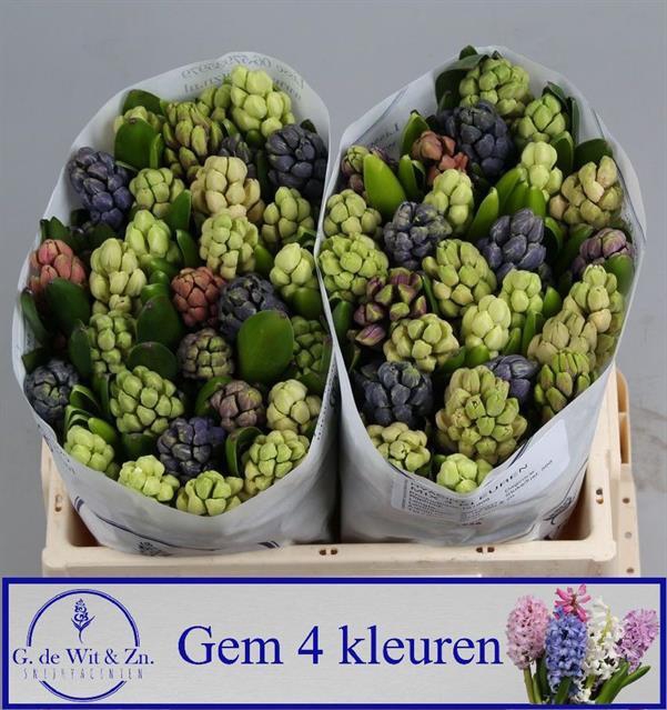 Hyacinthus orie. 'Mix 5'