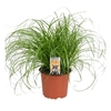 Cyperus Alt Zumula