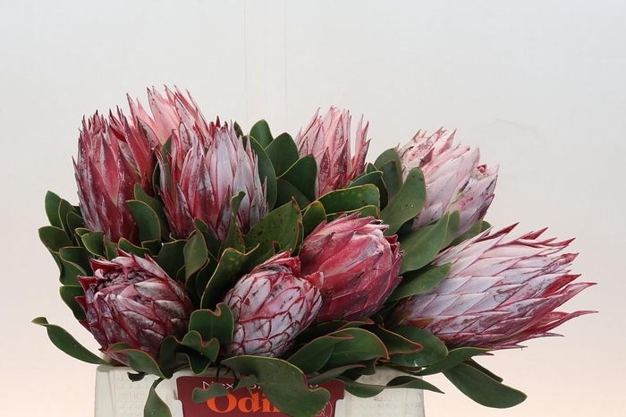 <h4>Protea Cynaroides</h4>