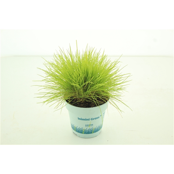 <h4>Festuca glauca AmiGold®</h4>