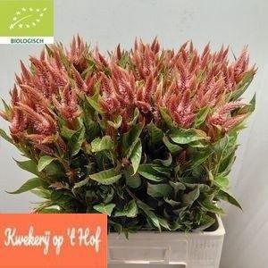 <h4>CEL A CELWAY TERRACO</h4>