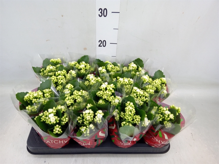 <h4>Kalanchoe blos. 'Calandiva Whites'</h4>