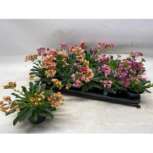 LEWI CO HAPPY CO GEM