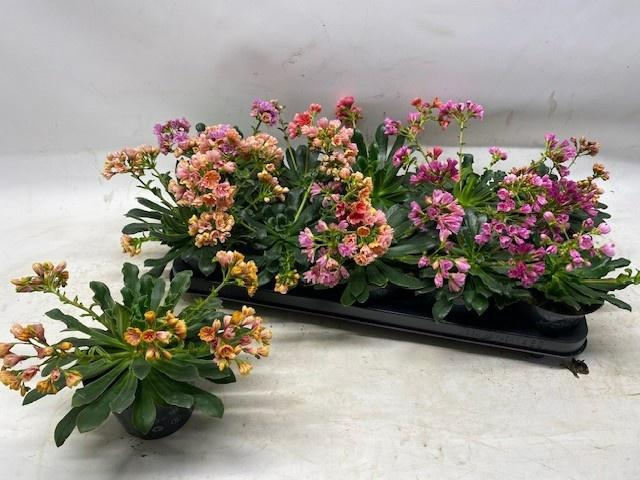 <h4>LEWI CO HAPPY CO GEM</h4>