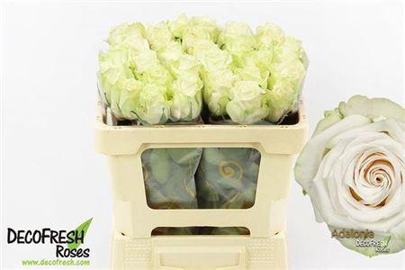 <h4>R Gr Adalonia</h4>