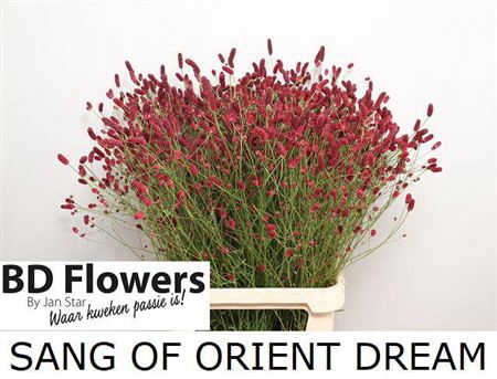 <h4>Sang Of Orient Dream</h4>