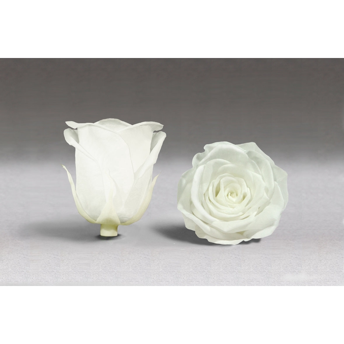 <h4>Rose stab. XXL Whi-01</h4>