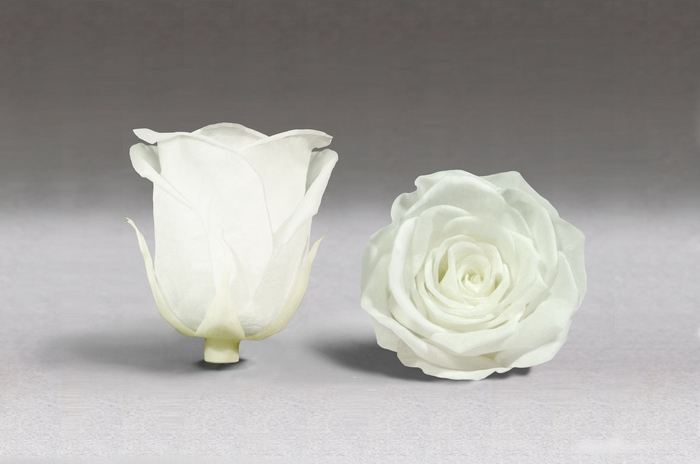 <h4>Rose stab. XXL Whi-01</h4>