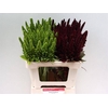 Amaranthus gemengd
