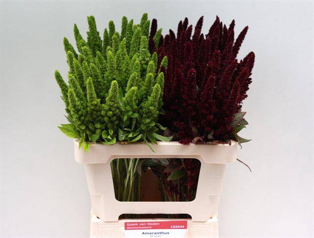 Amaranthus gemengd