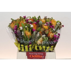 BQ Kaaps Groen Rivermix