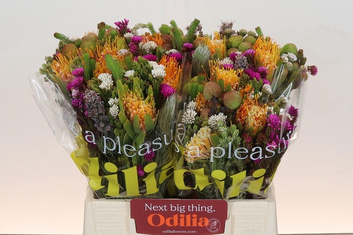 BQ Kaaps Groen Rivermix