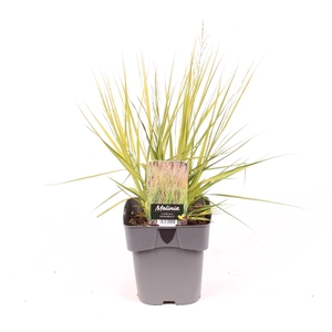 Molinia caerulea 'Heidebraut'