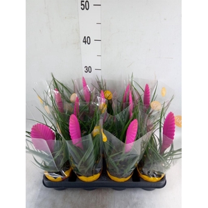 Tillandsia cyanea 'Vincent'