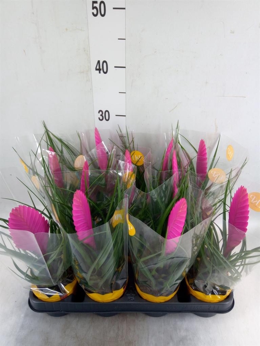 <h4>Tillandsia cyanea 'Vincent'</h4>