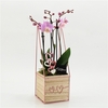 Arrangementen Phalaenopsis mt H%