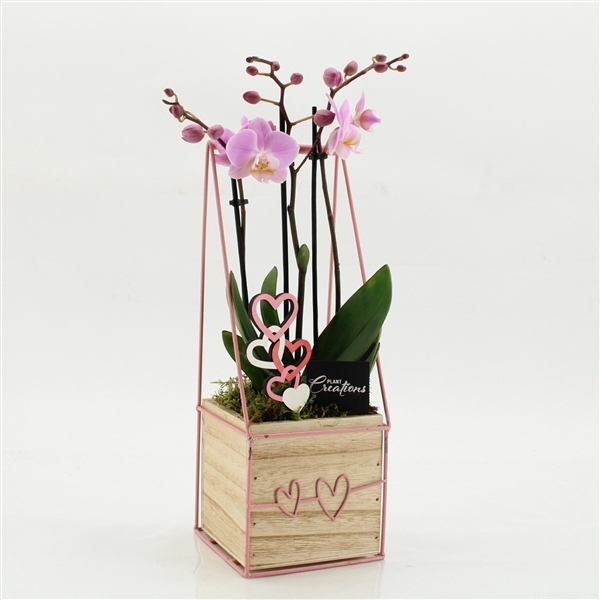Arrangementen Phalaenopsis mt H%