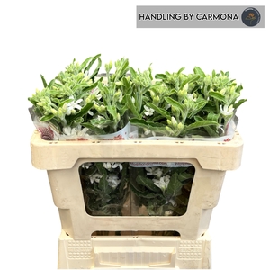 OXY CO PERF WHI HARM