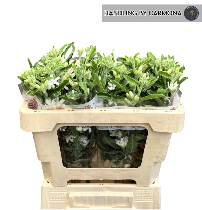 <h4>OXY CO PERF WHI HARM</h4>