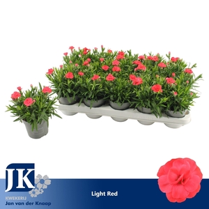 Dianthus Oscar Red