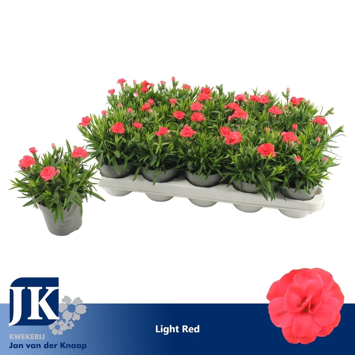 <h4>Dianthus Oscar Red</h4>