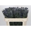 Eryngium Blue Dynamite