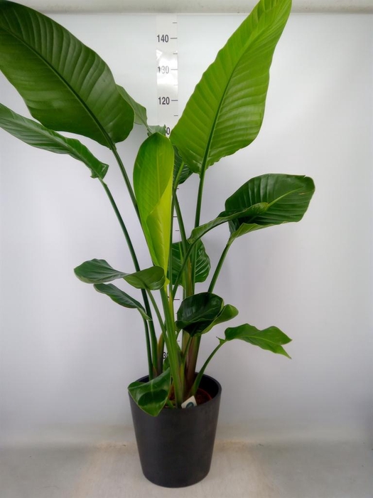 <h4>Strelitzia nicolai</h4>