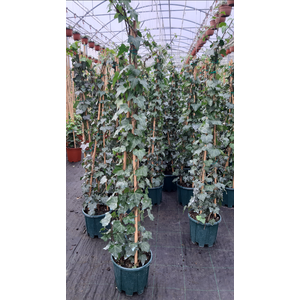 Hedera helix