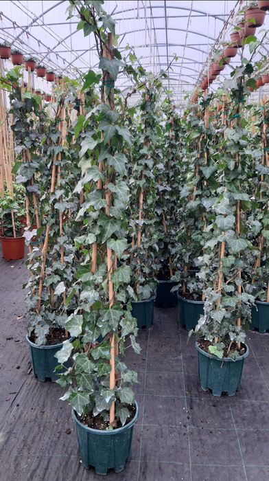 <h4>Hedera helix</h4>