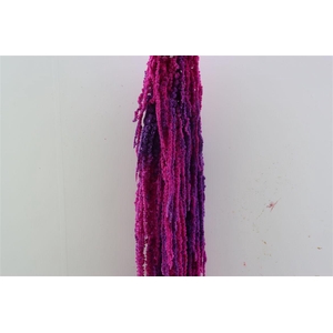 Pres Amaranthus Caud Neon Bunch Slv