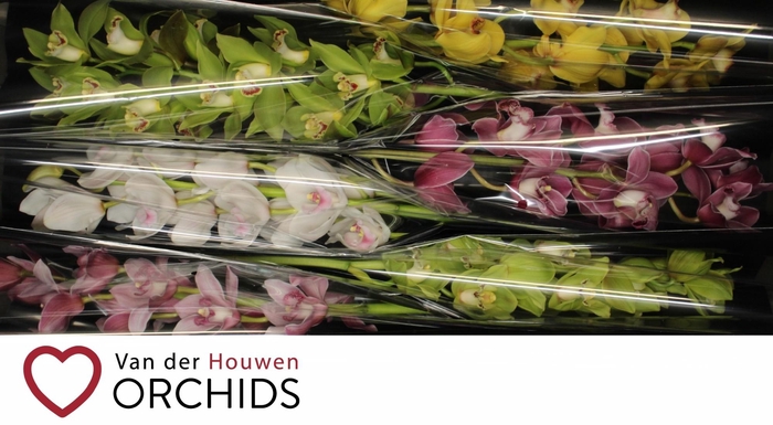 <h4>80 cm gemengd</h4>