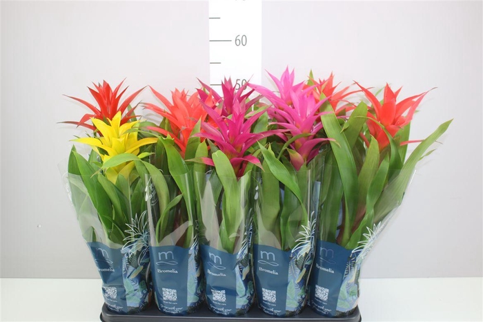 <h4>Guzmania Gemengd</h4>