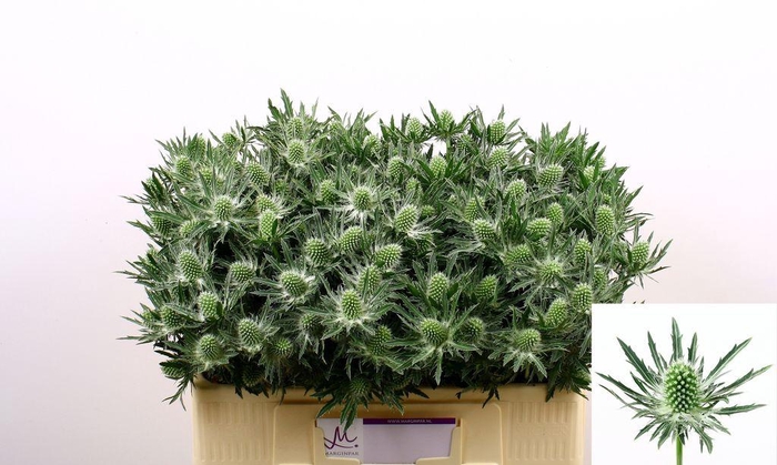 <h4>Eryngium sirius</h4>