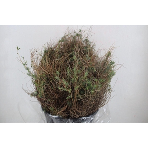 Euph Spinoza Medium 200gr P Bunch