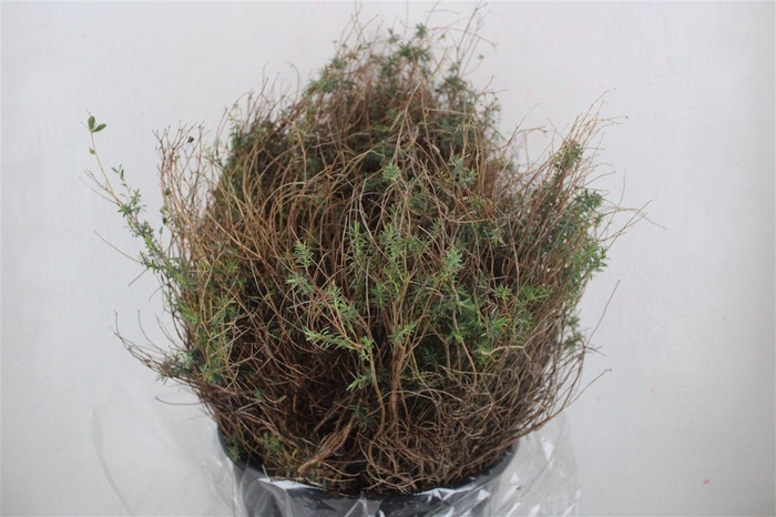 <h4>Euph Spinoza Medium 200gr P Bunch</h4>