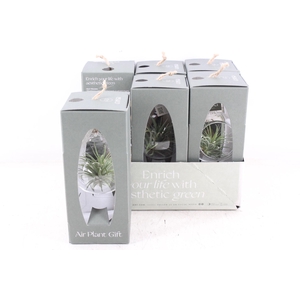 arr3 CP - Mini hangbol gift box x6