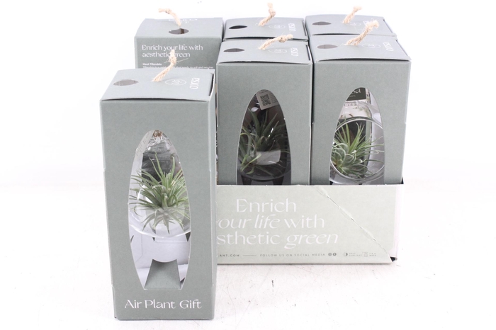 <h4>arr3 CP - Mini hangbol gift box x6</h4>